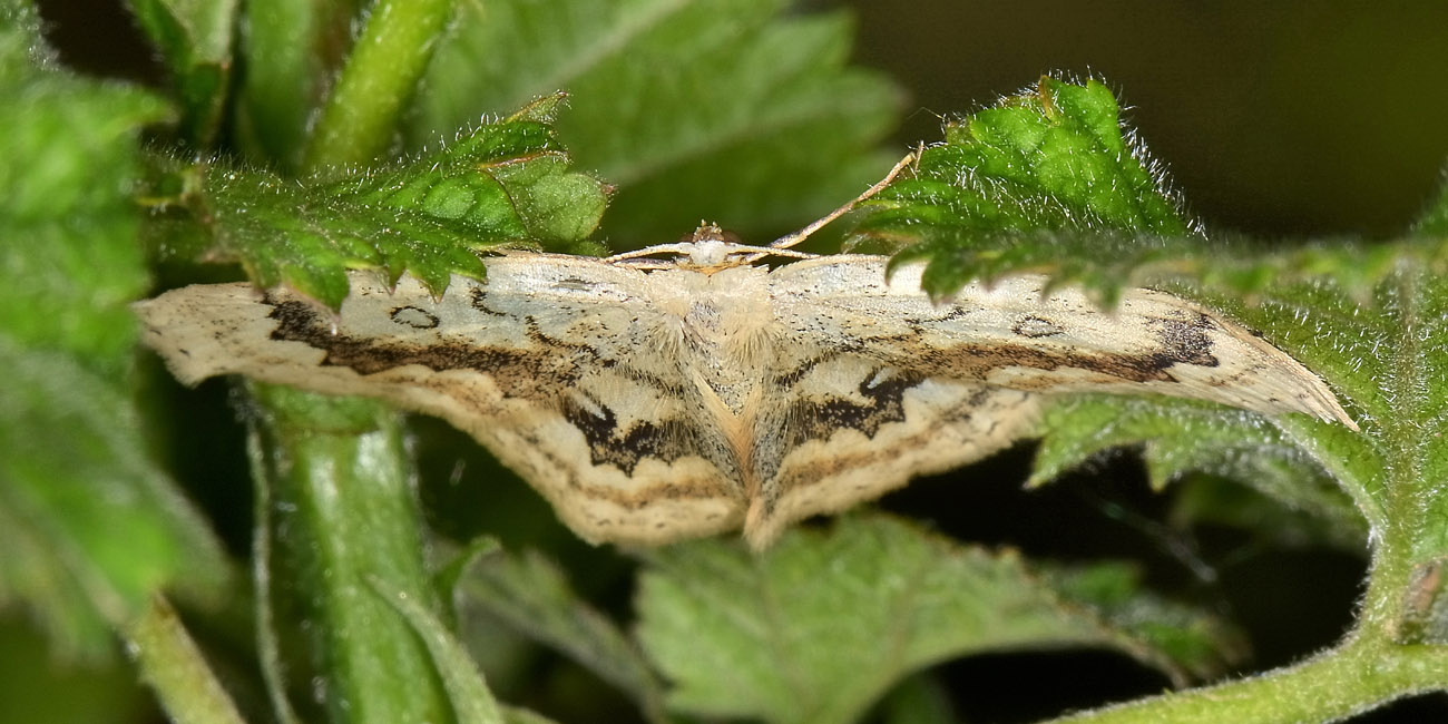 Geometridae? S, Cyclophora (Cyclophora) annularia